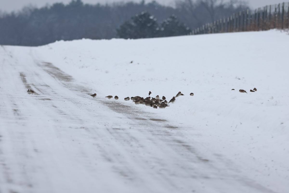 Ipar-berdantza - ML646269853