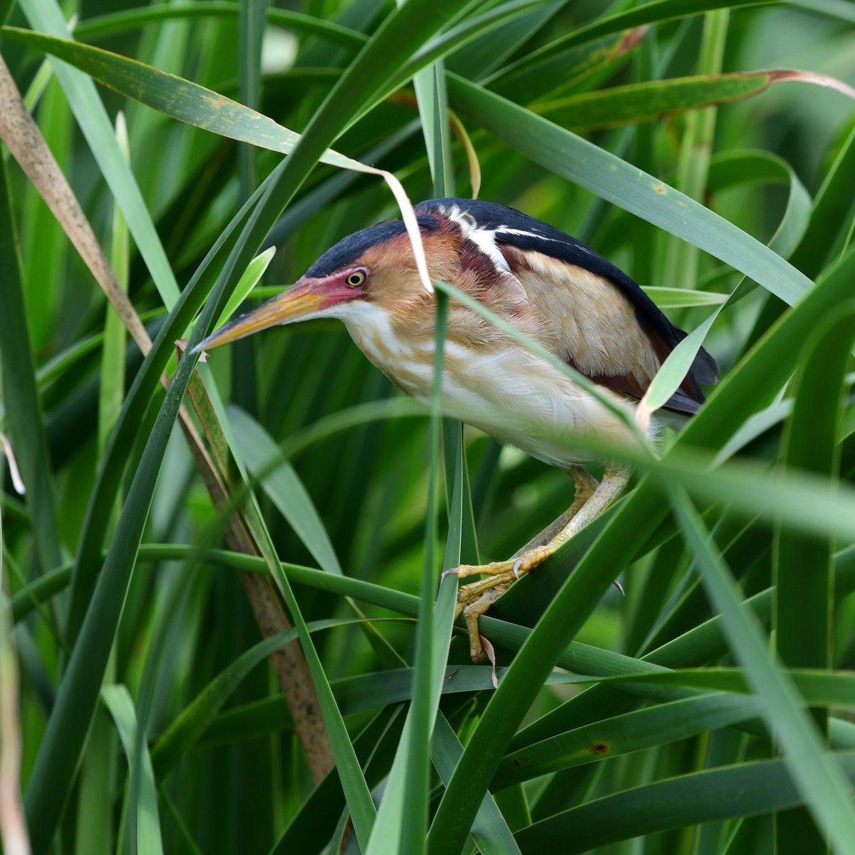 Least Bittern - ML646269855