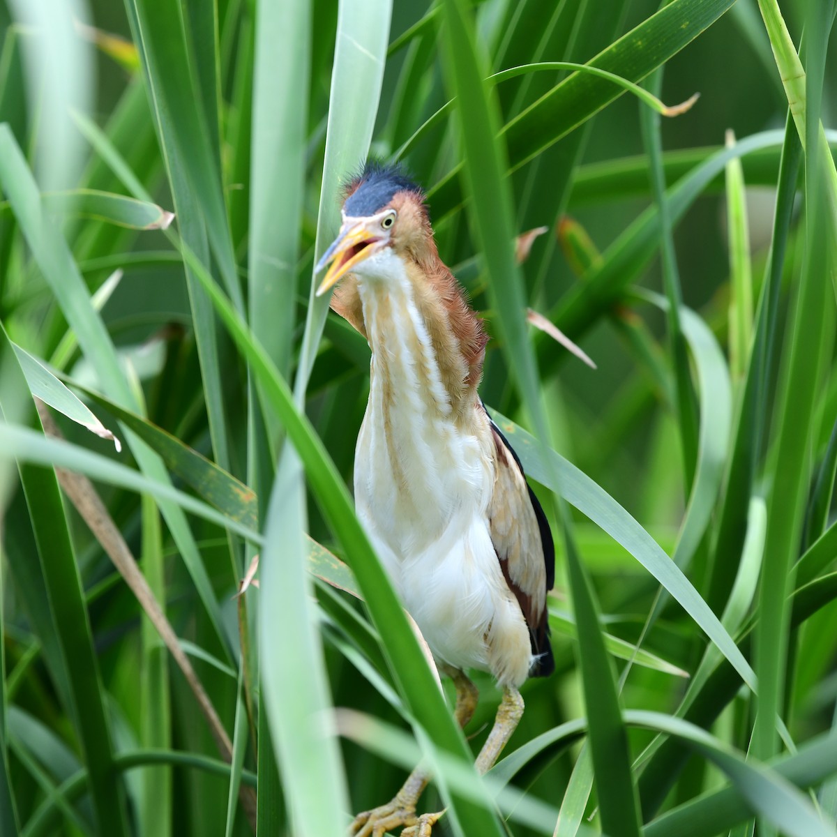Least Bittern - ML646269856