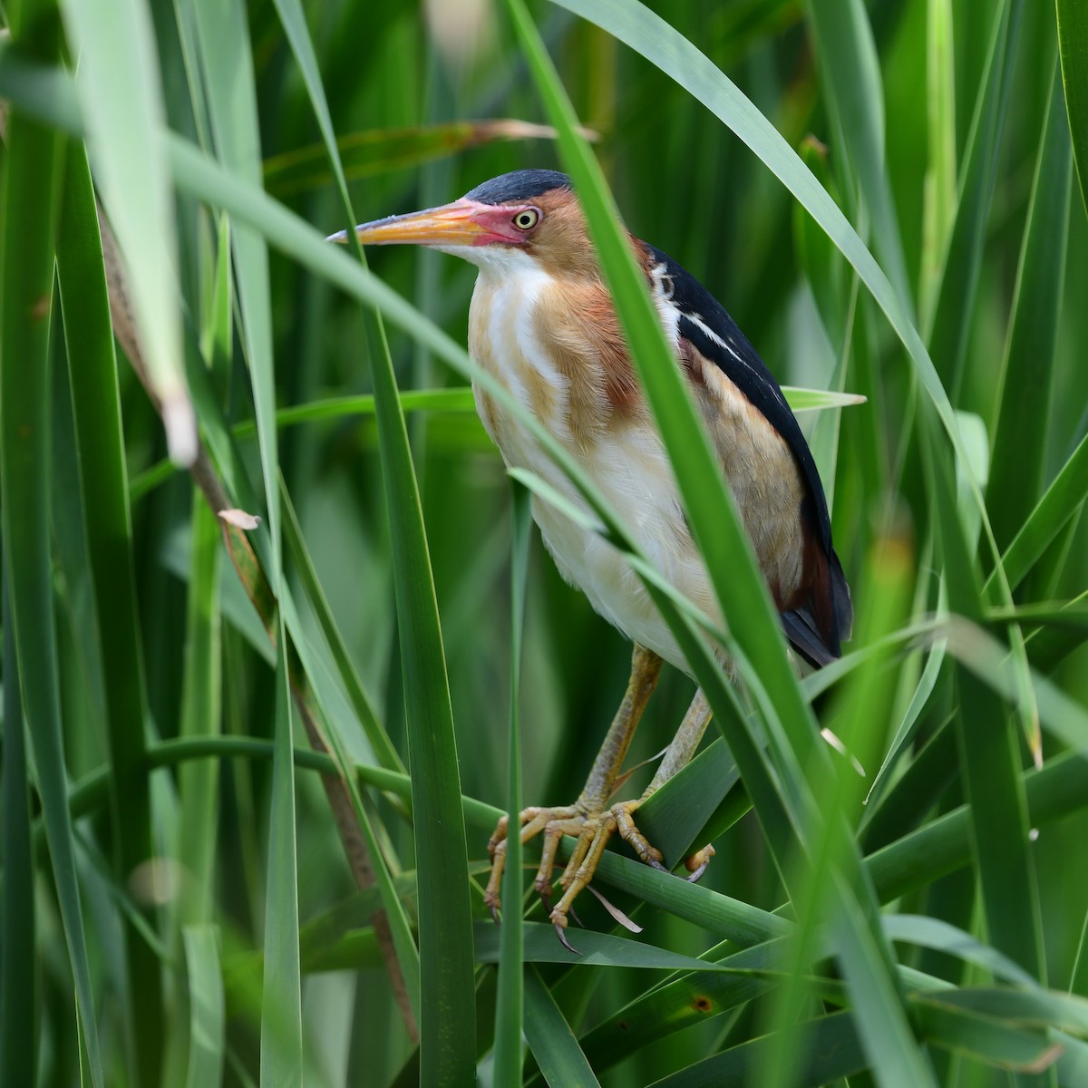 Least Bittern - ML646269857