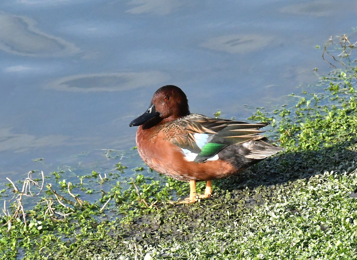 Zertzeta kanelakara - ML646269858