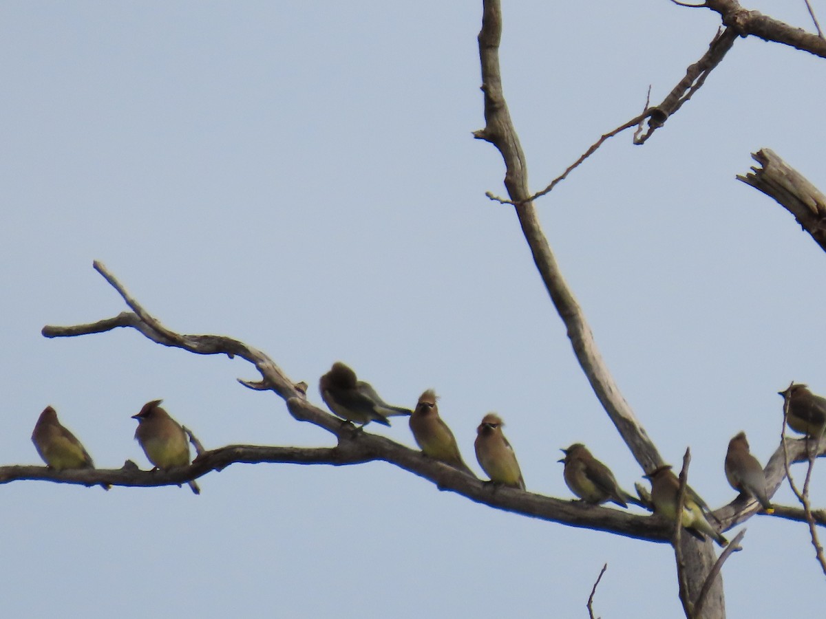 Buztanori amerikarra - ML646269860