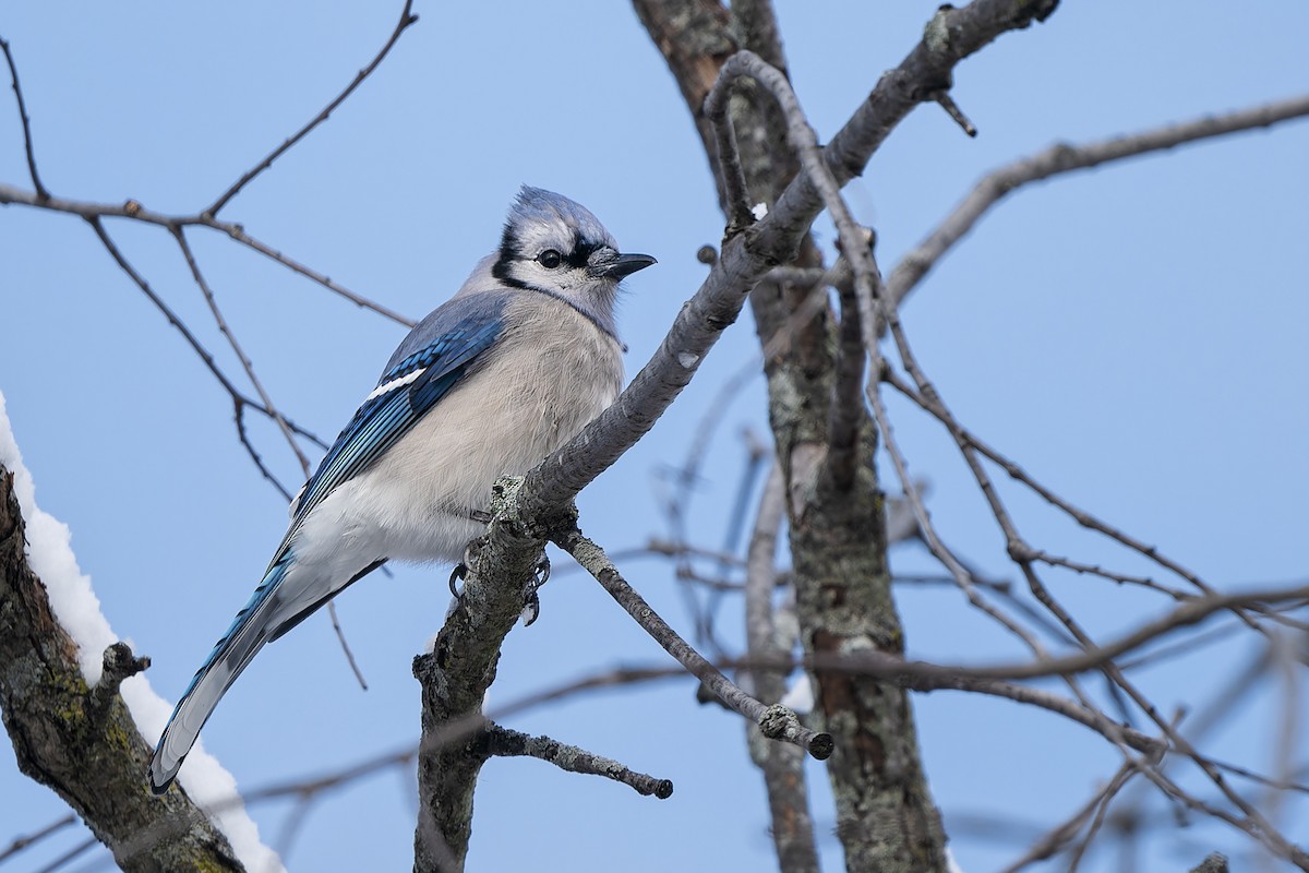 Blue Jay - ML646269861