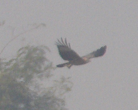 Zingira-mirotz eurasiarra - ML646269862