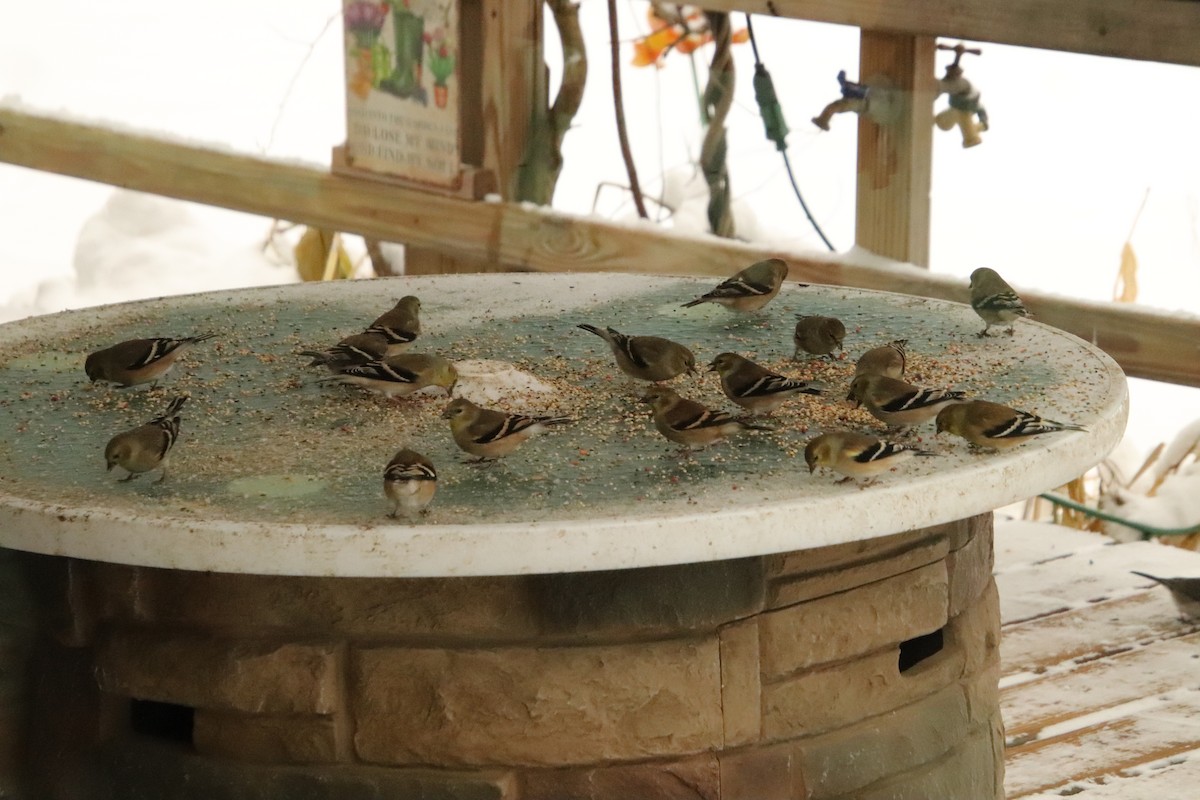 American Goldfinch - ML646269863