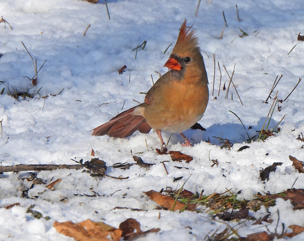 Kardinal arrunta - ML646269864