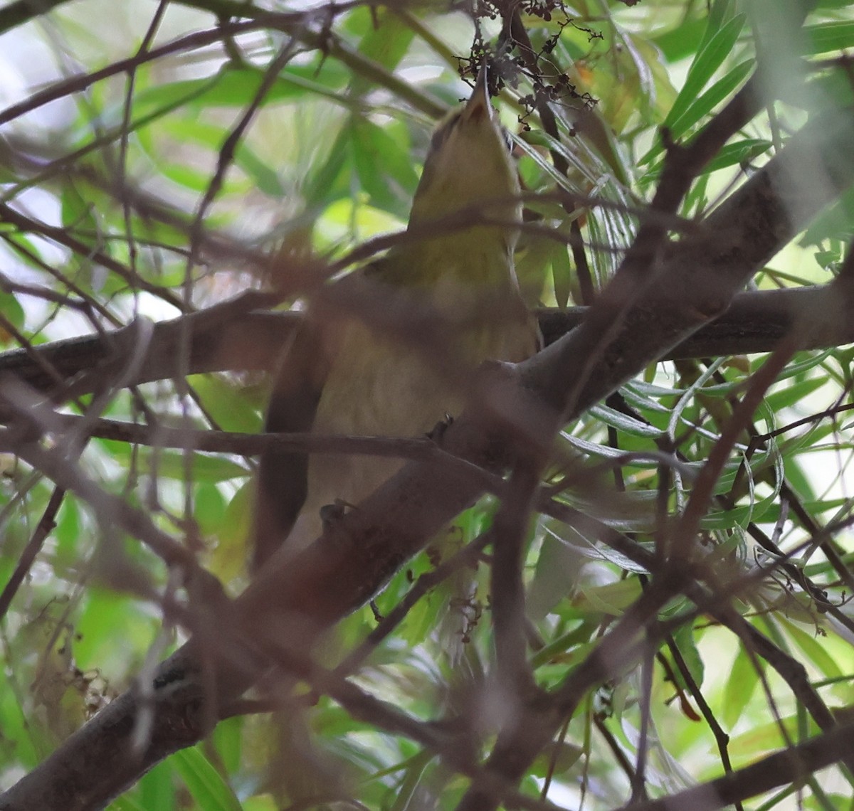 Tennessee Warbler - ML646269865