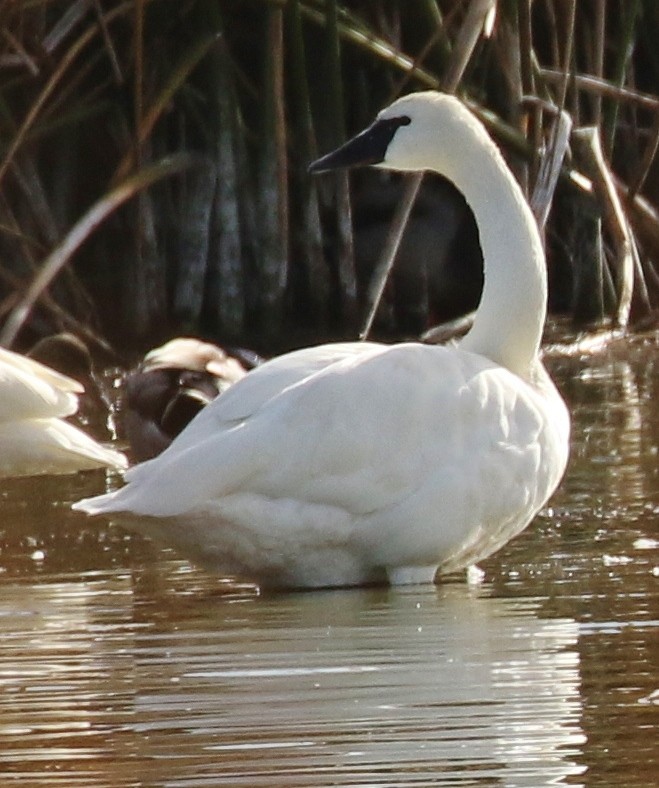 Beltxarga txistularia - ML646269873