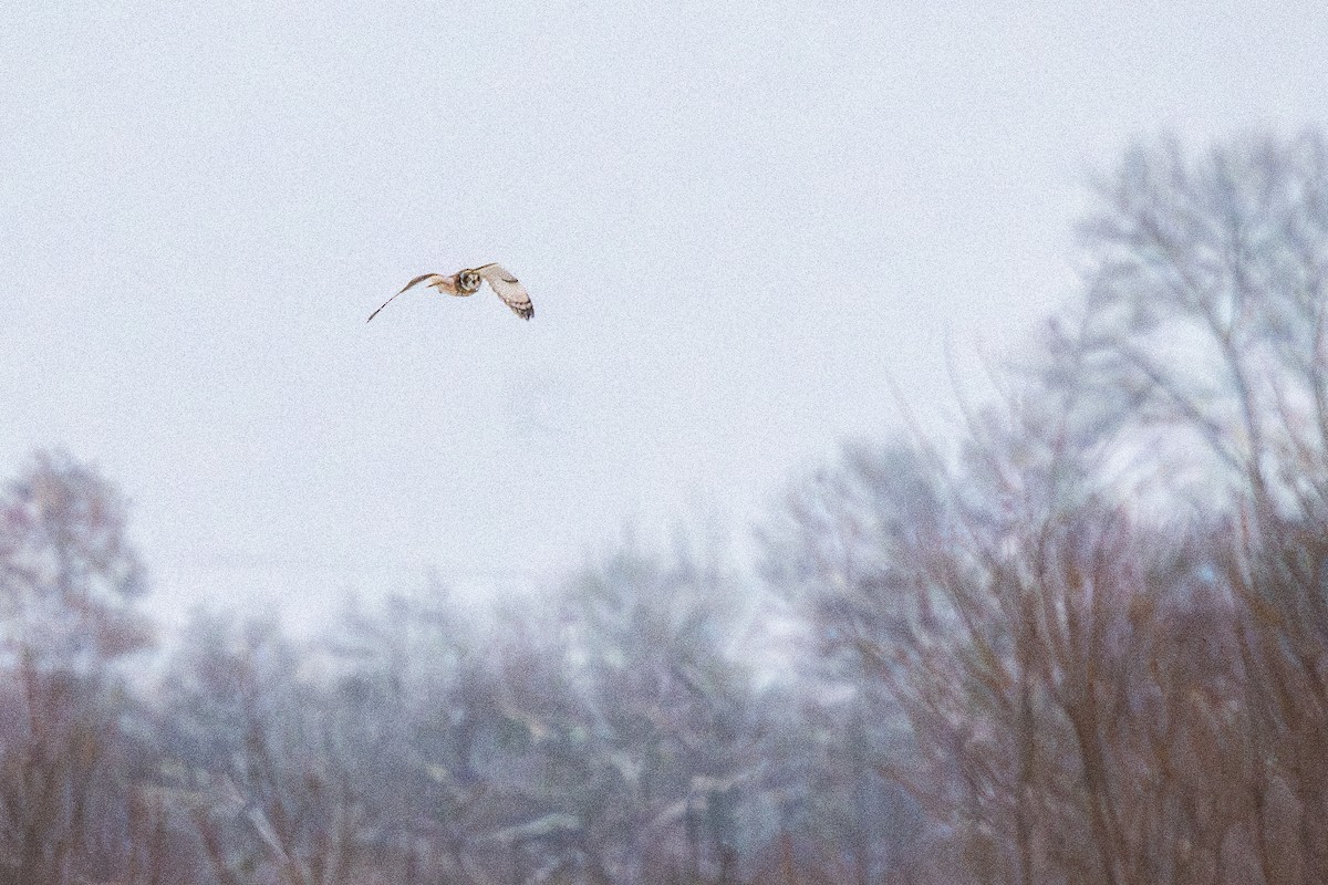 Zingira-hontza - ML646269875