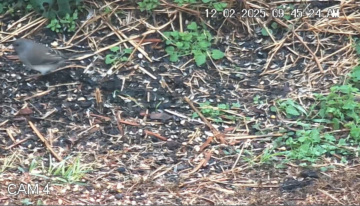 Dark-eyed Junco - ML646269877