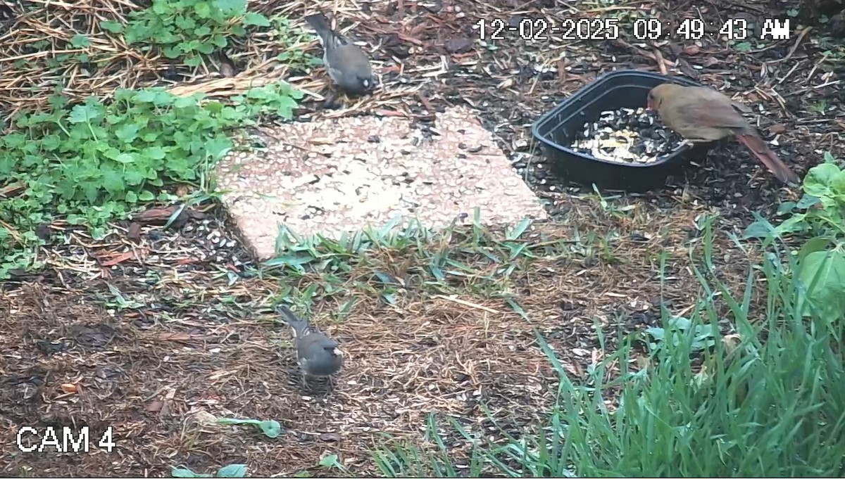 Dark-eyed Junco - ML646269878