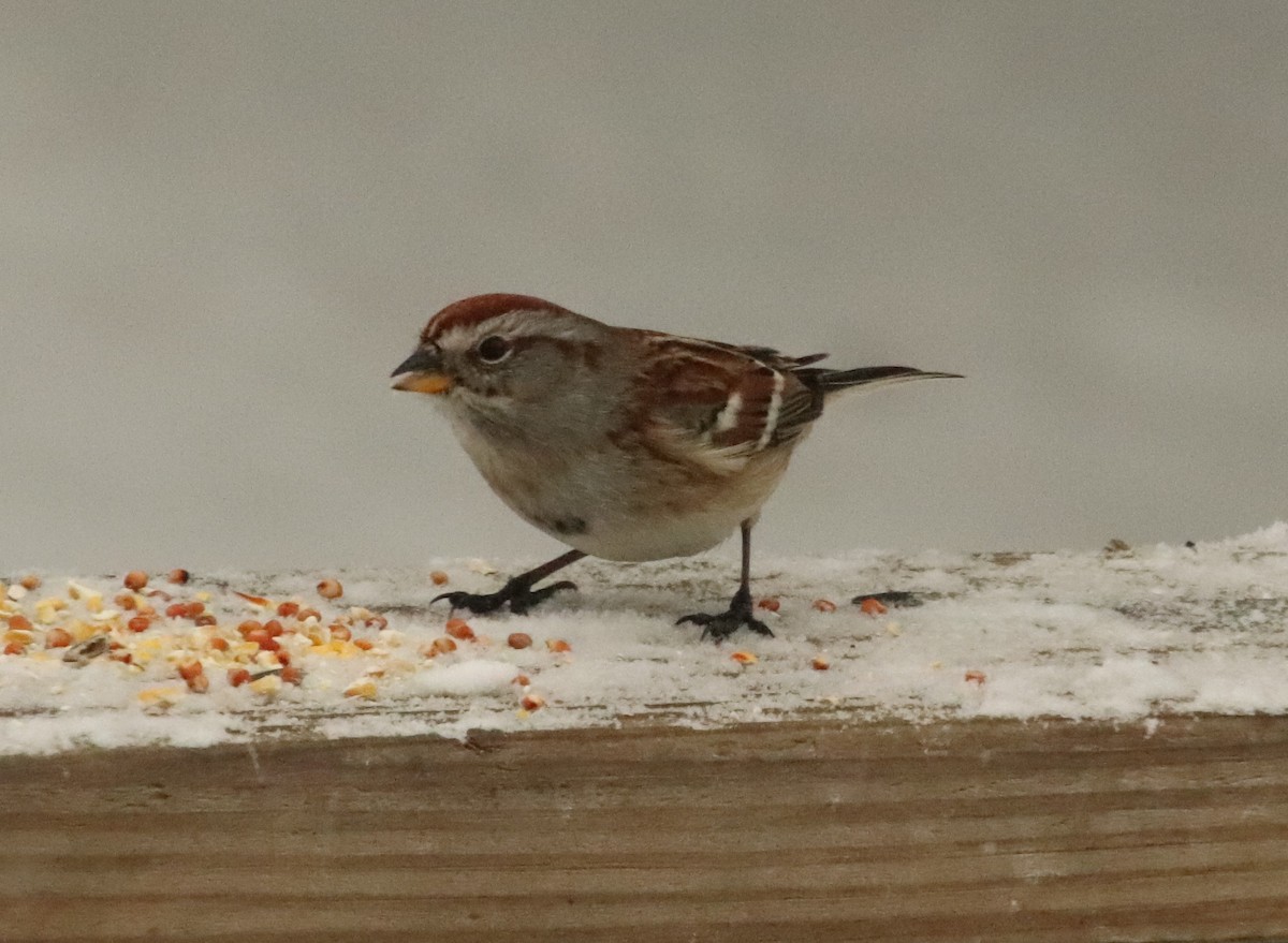 ムナフヒメドリ - ML646269879