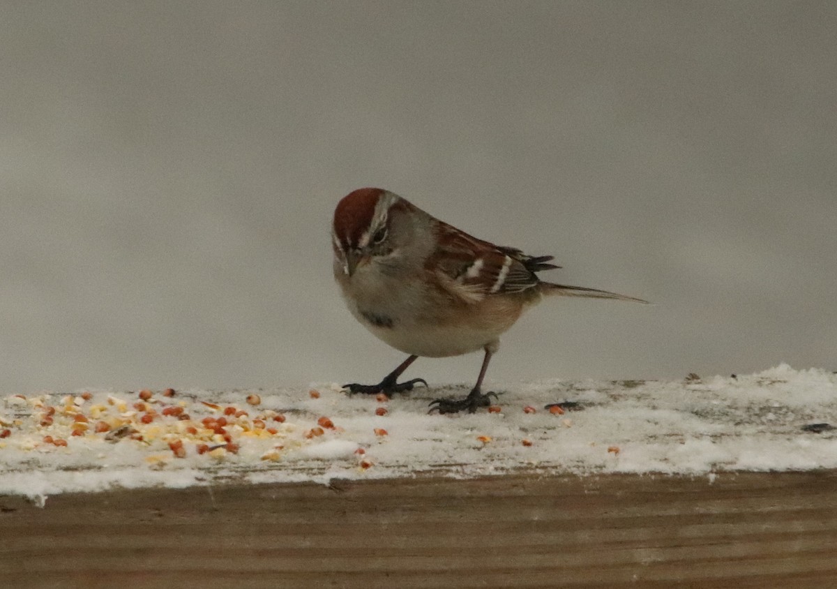 ムナフヒメドリ - ML646269880