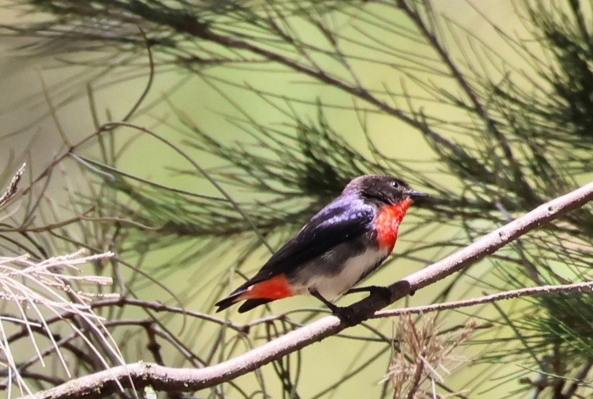 Mistletoebird - ML646269881