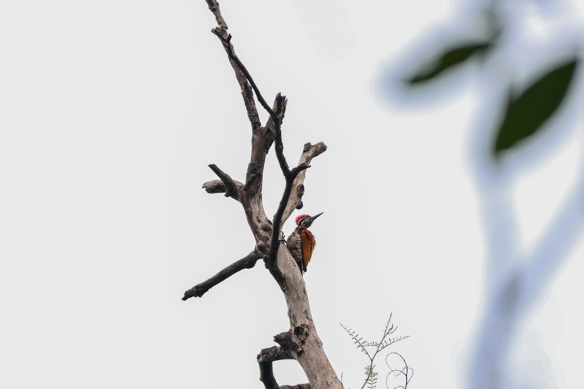 オオコガネゲラ - ML646269885