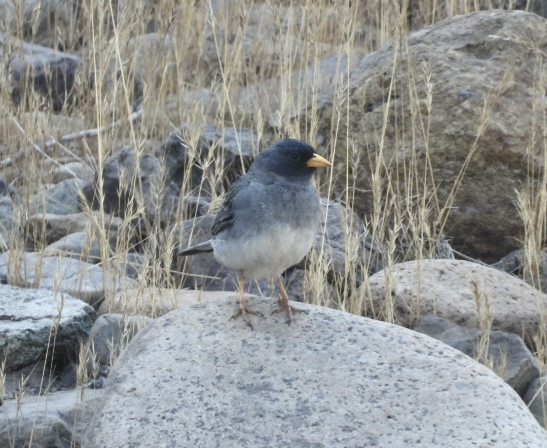Band-tailed Sierra Finch - ML646269887