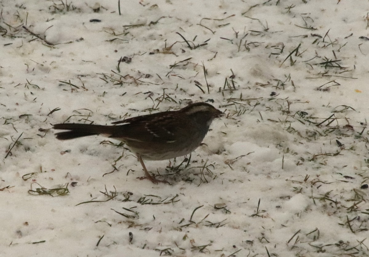 White-throated Sparrow - ML646269888