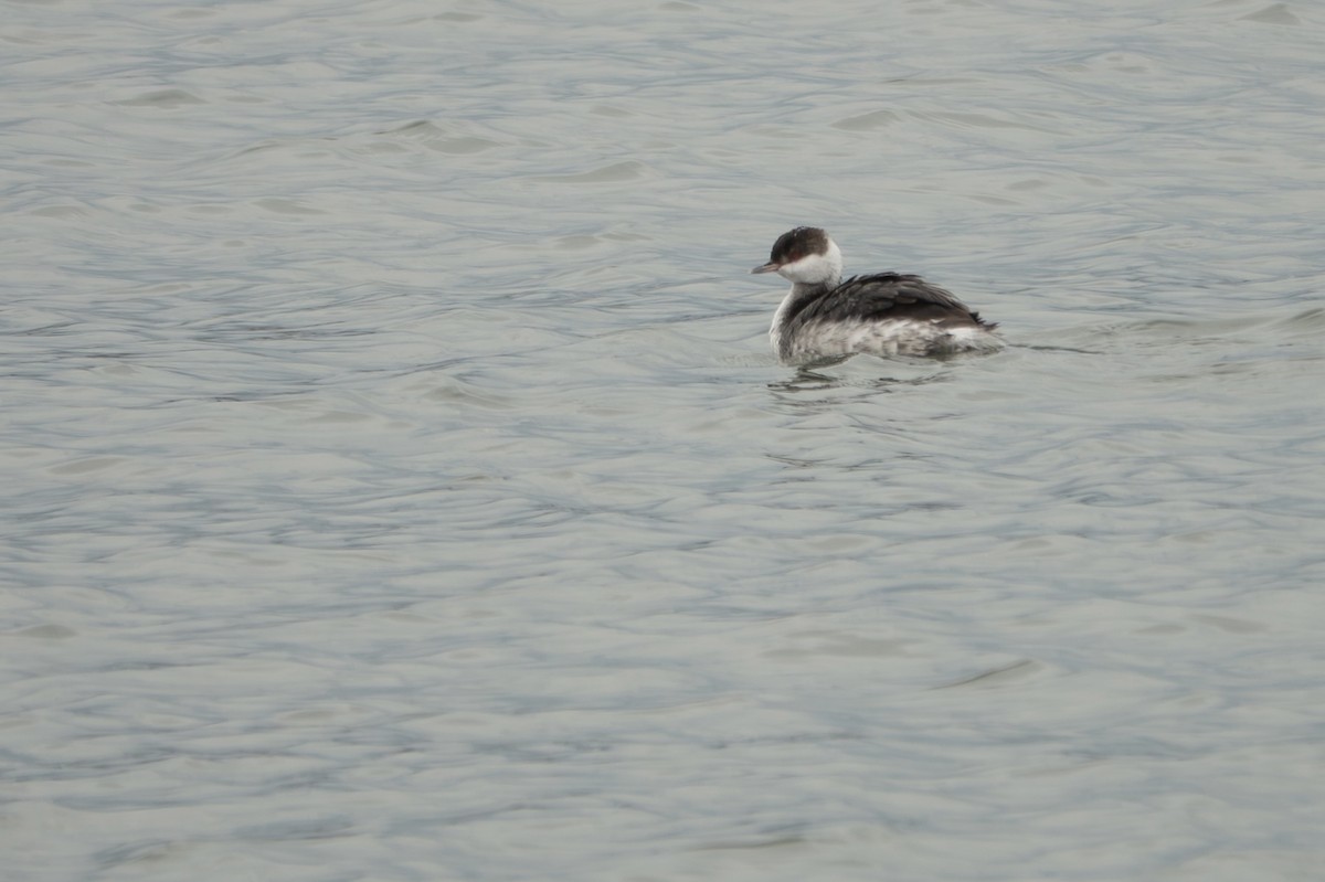 Horned Grebe - ML646269891