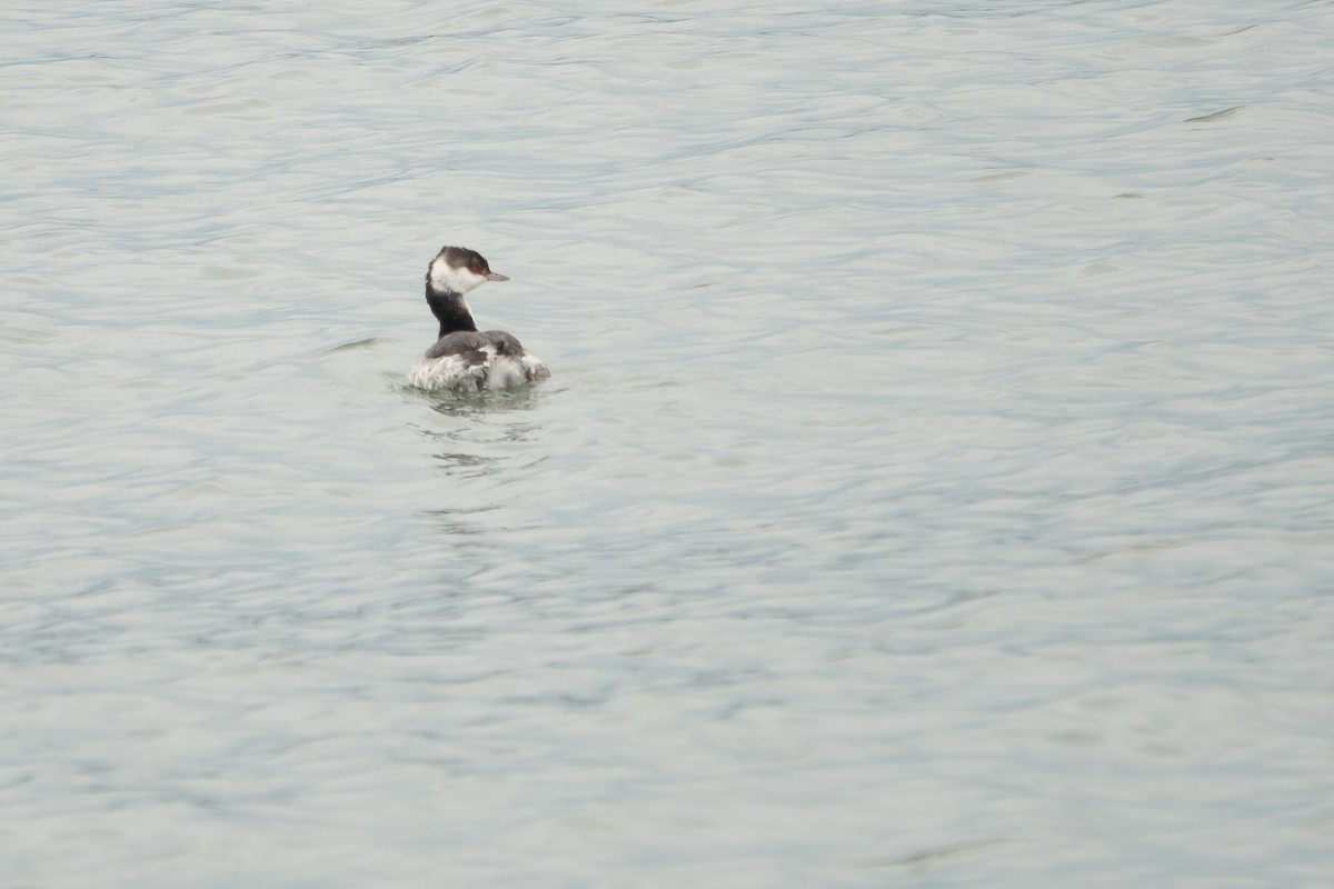 Horned Grebe - ML646269892