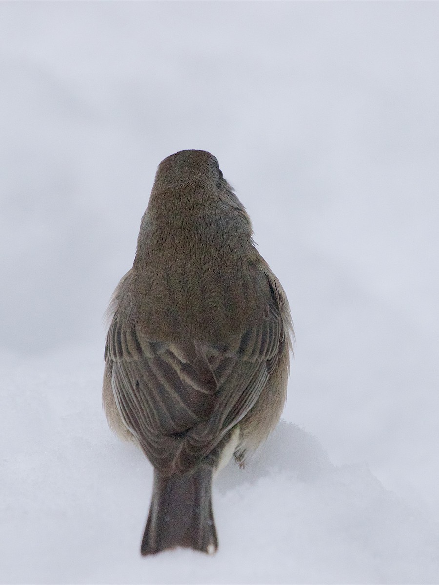 Dark-eyed Junco - ML646269896