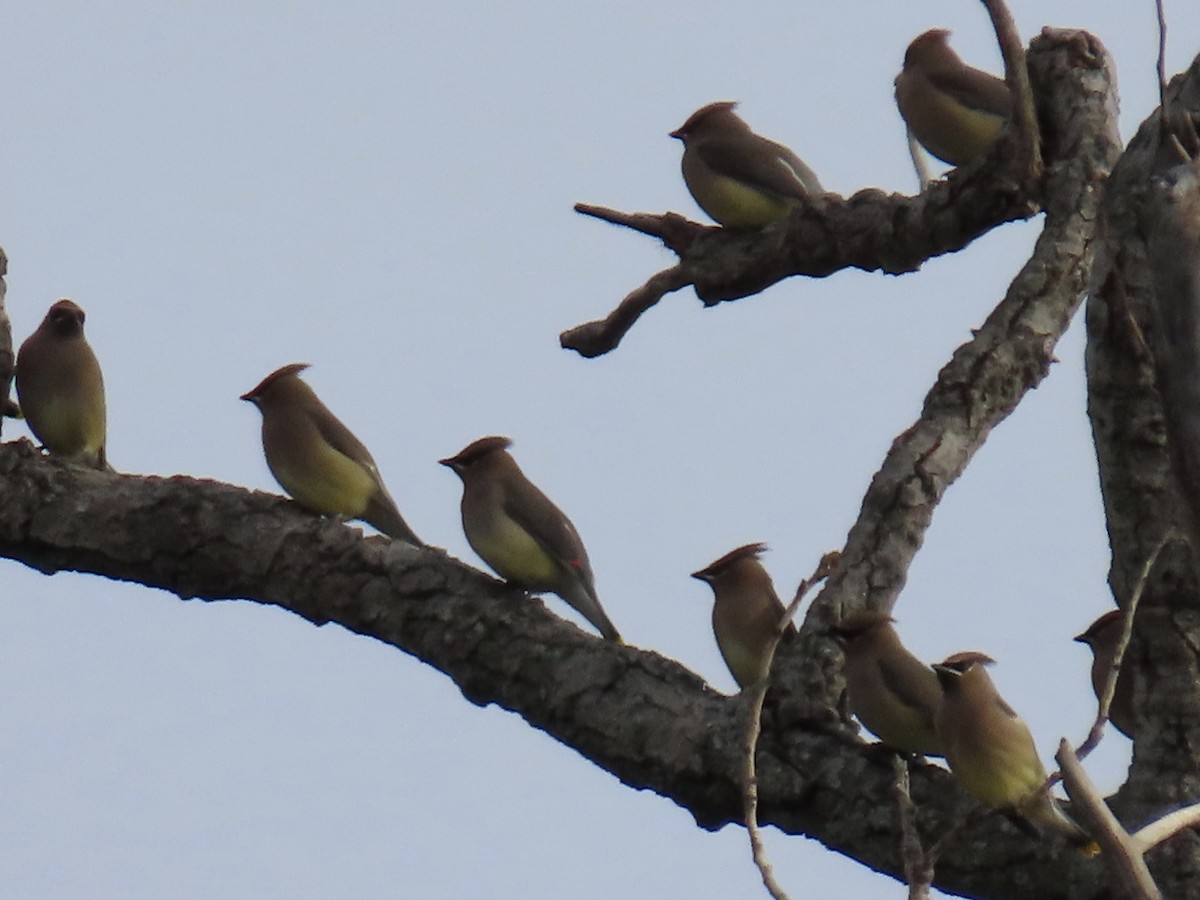 Cedar Waxwing - ML646269897