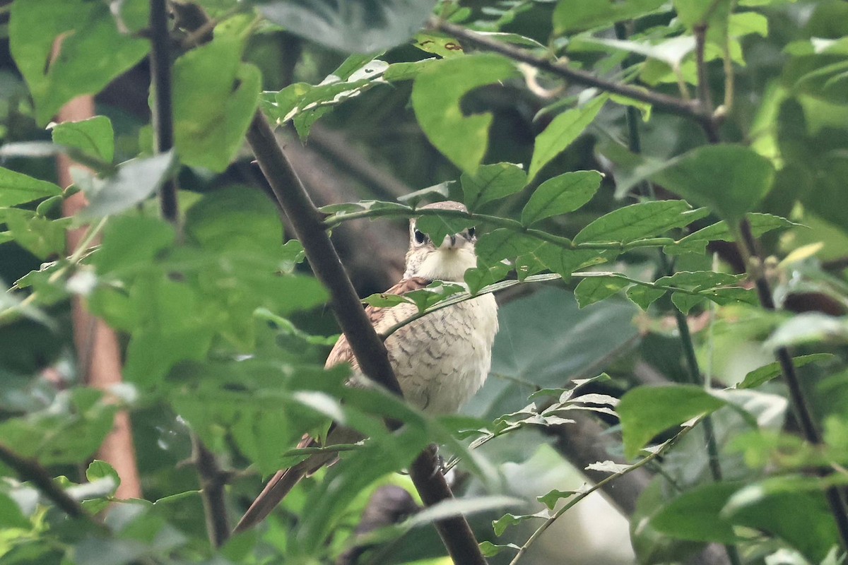 Tiger Shrike - ML646269898