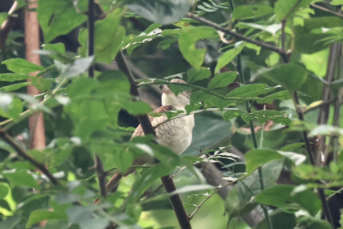 Tiger Shrike - ML646269900