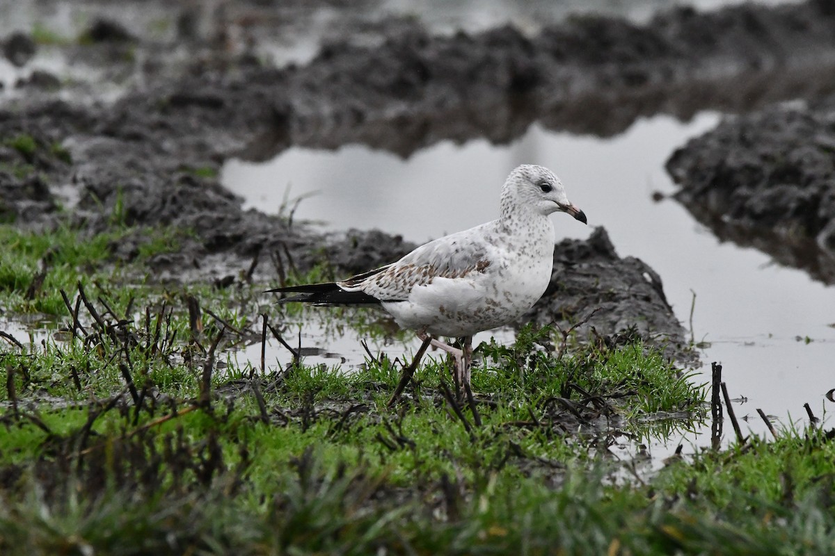 Ring-billed Gull - ML646269905