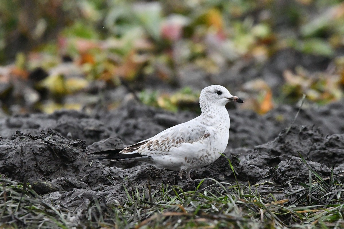 Ring-billed Gull - ML646269906