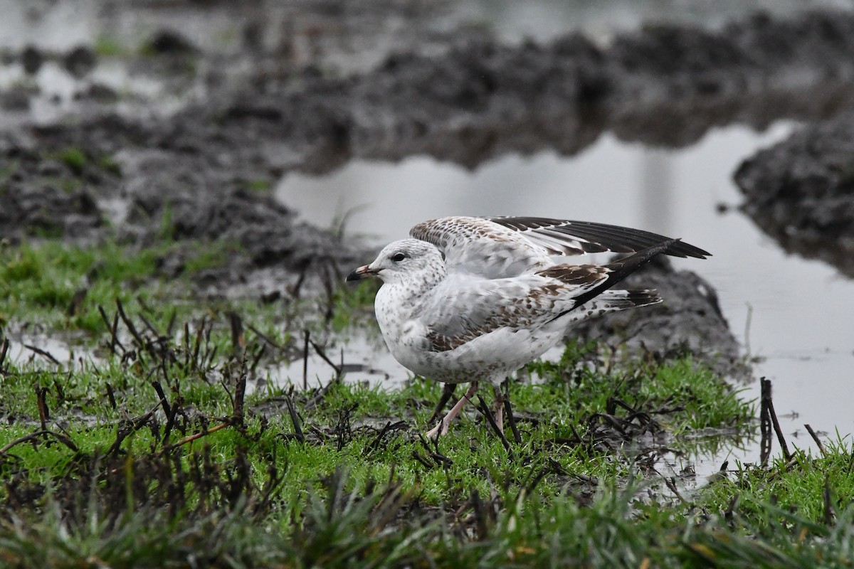 Ring-billed Gull - ML646269907