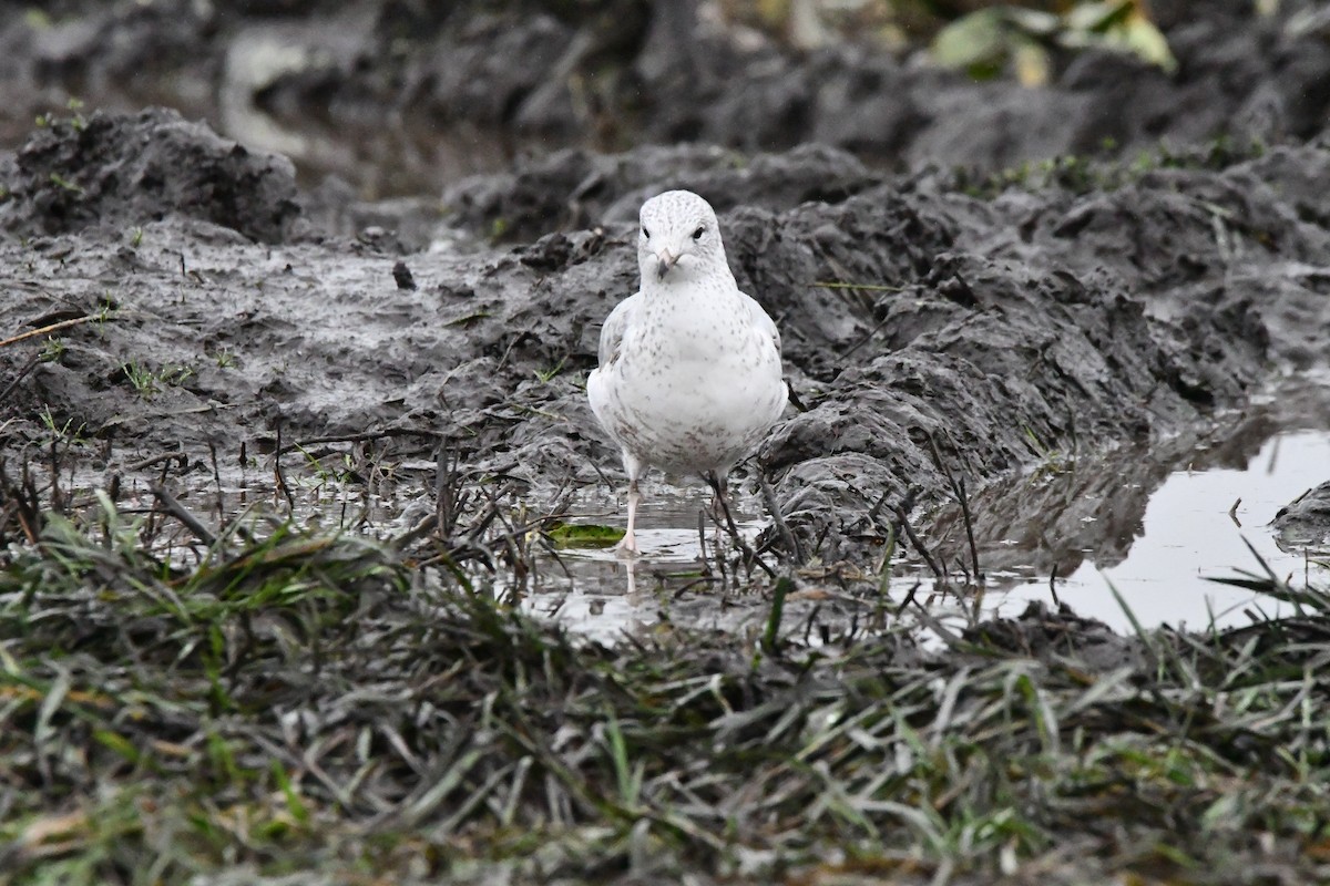 Ring-billed Gull - ML646269908