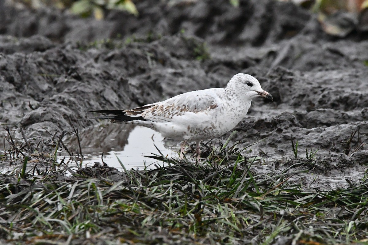 Ring-billed Gull - ML646269909
