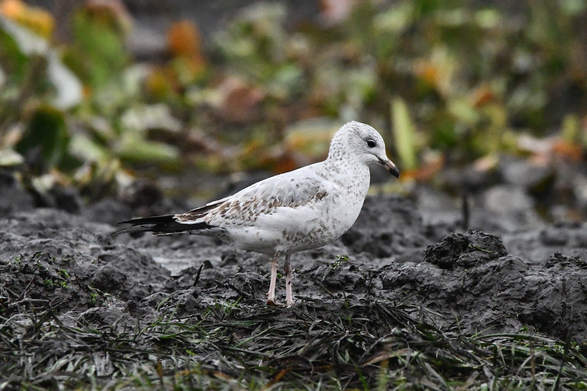 Ring-billed Gull - ML646269910