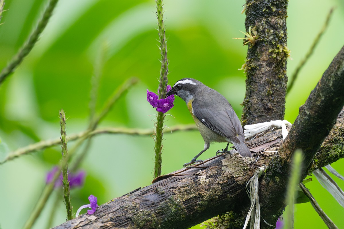 Цереба - ML646269914