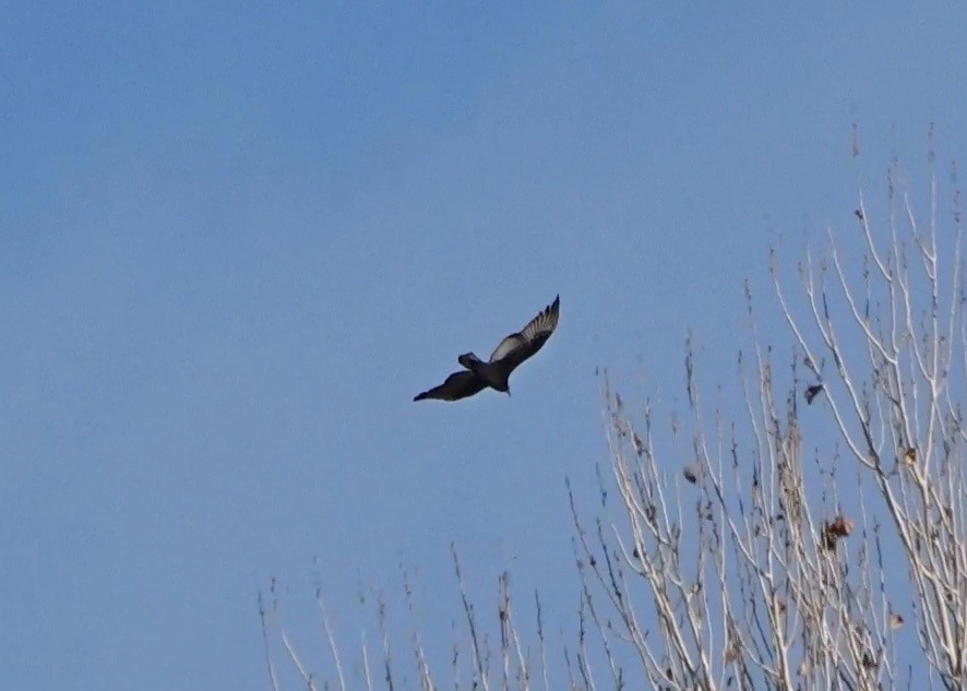 Turkey Vulture - ML646269915