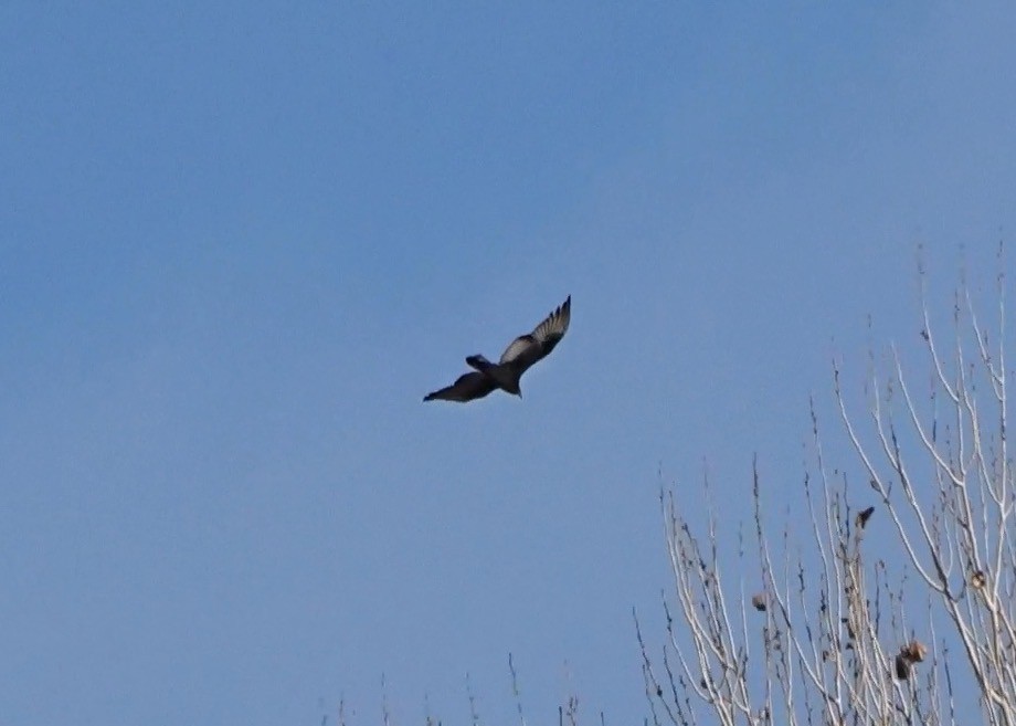 Turkey Vulture - ML646269916