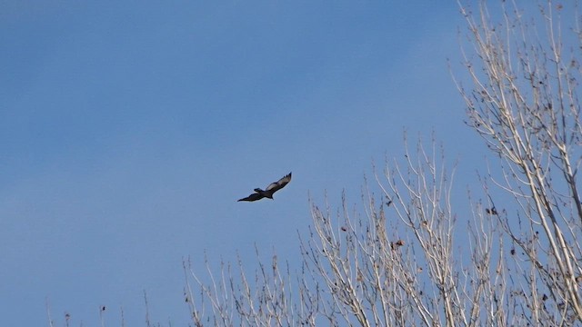Turkey Vulture - ML646269917