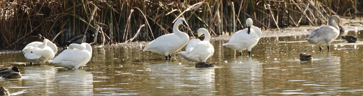 Tundra Swan - ML646269918