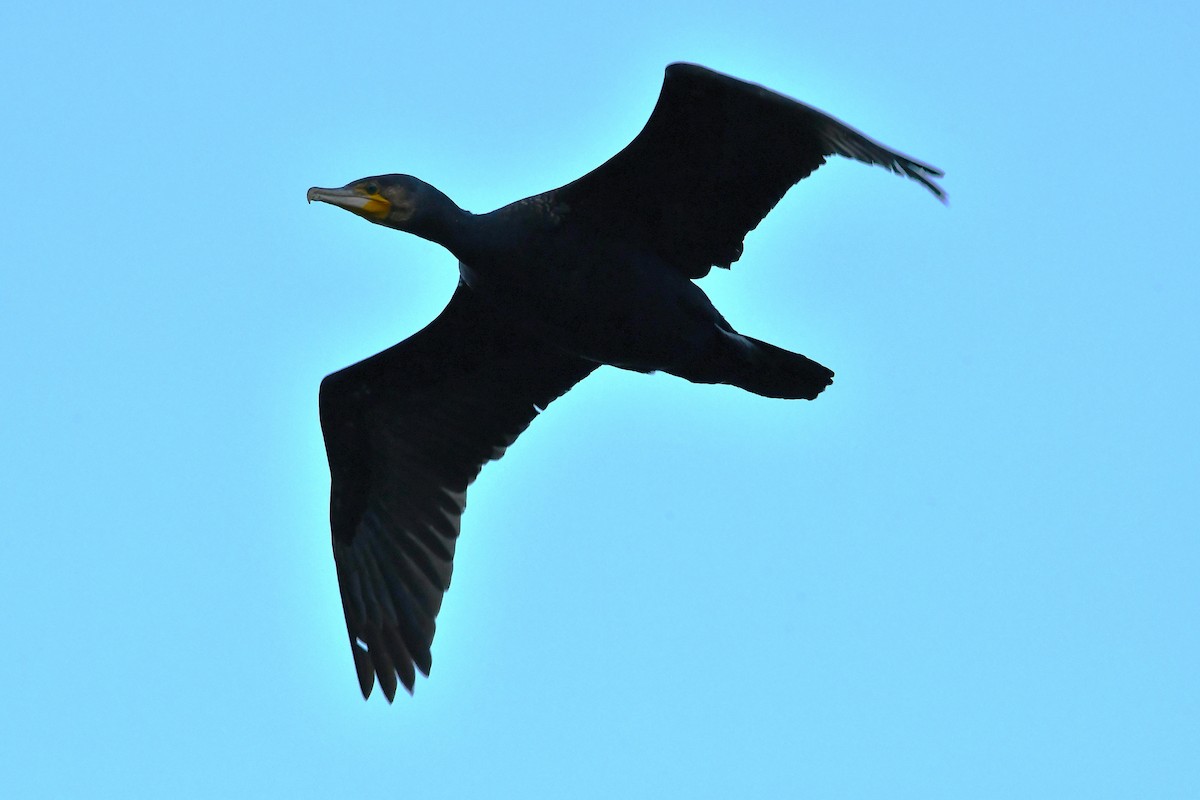 Баклан великий - ML646269919