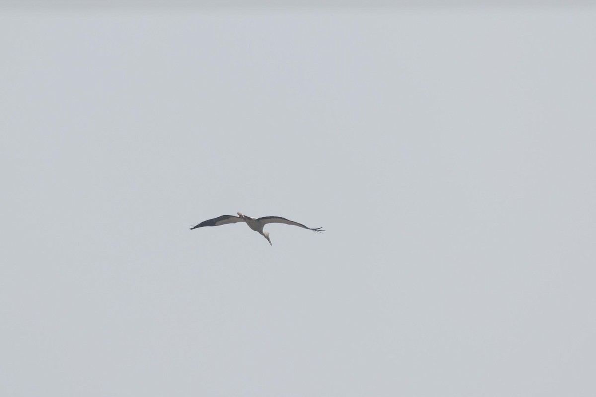 Лелека-тантал індійський - ML646269920