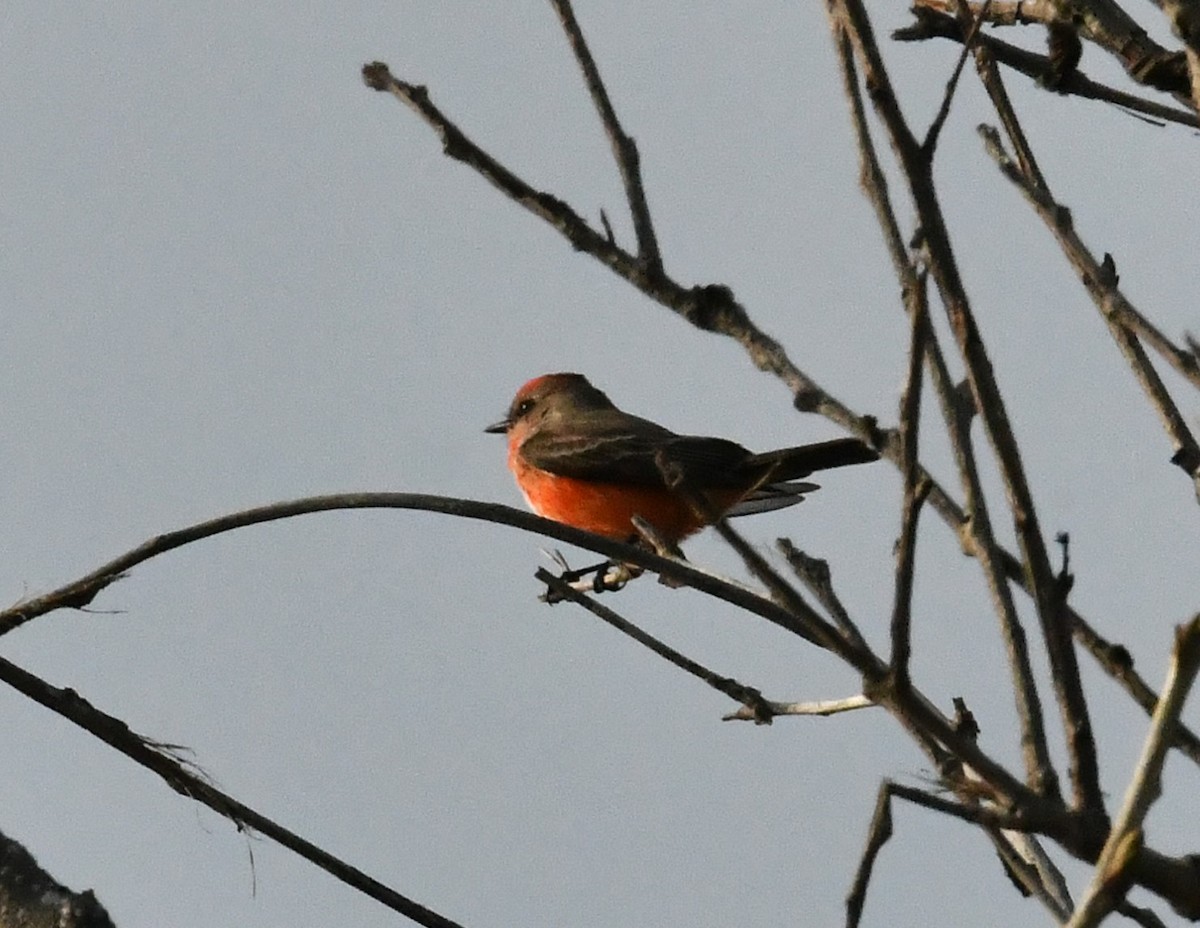 Москверо вогнистий - ML646269921