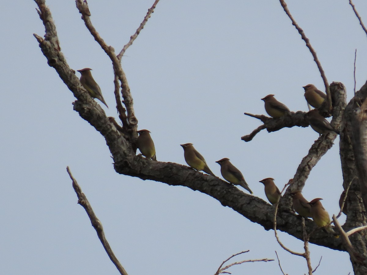 Омелюх американський - ML646269922