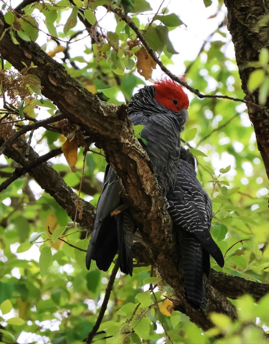 Какаду червоноголовий - ML646269926