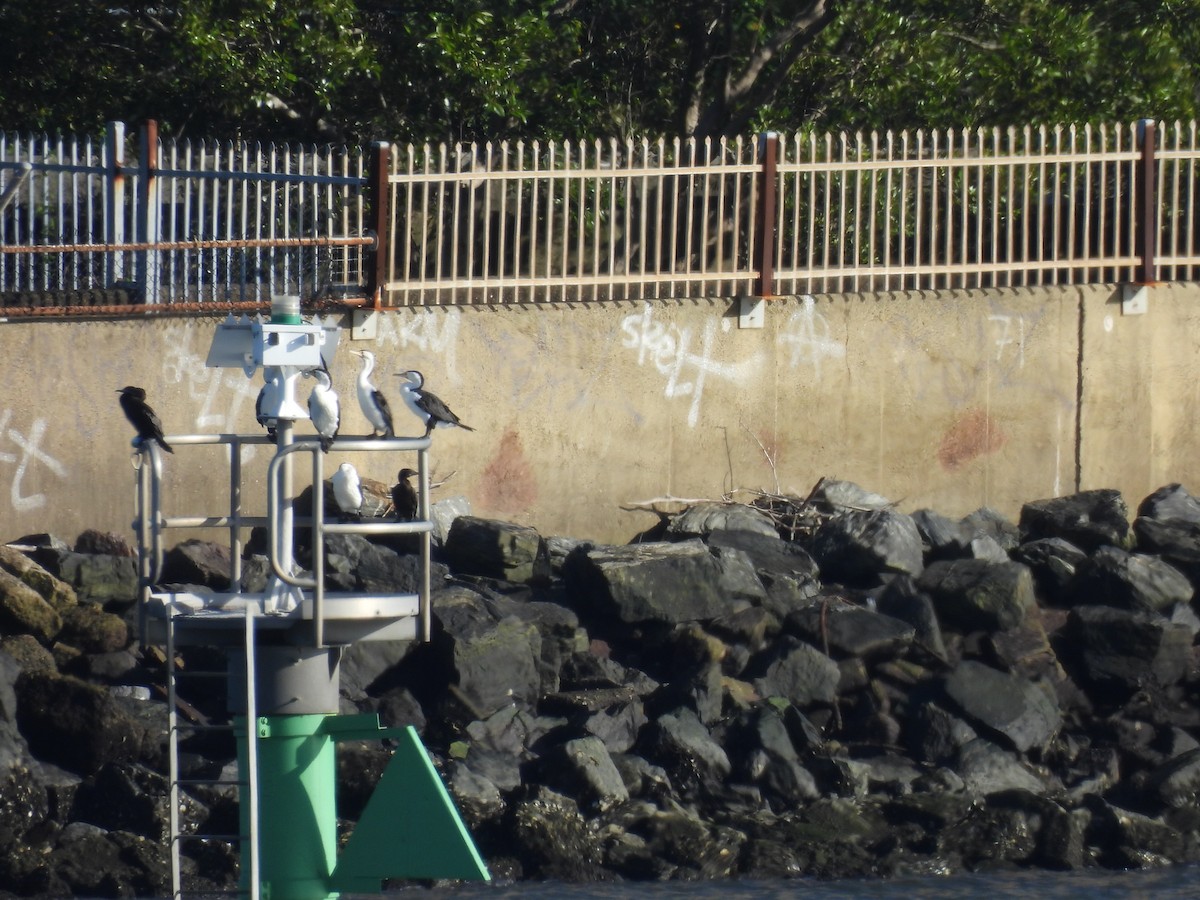 Баклан австралійський - ML646269927