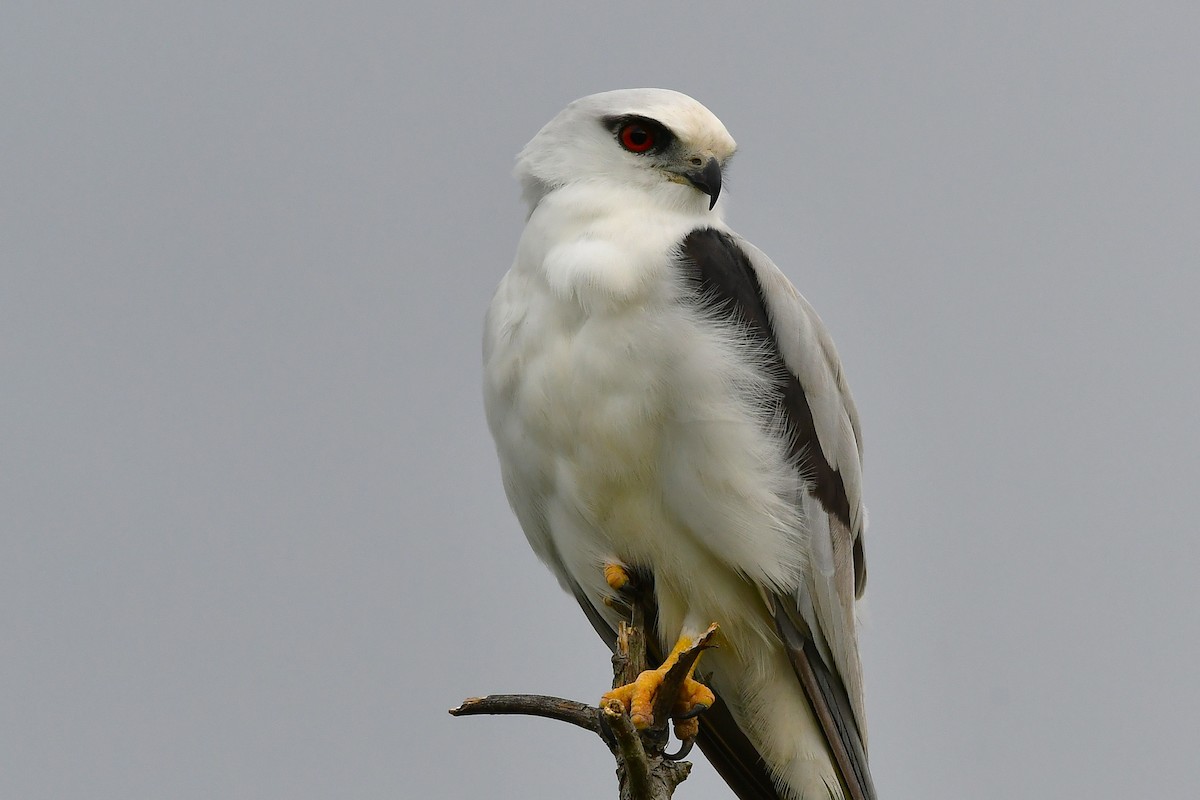 Шуліка австралійський - ML646269929