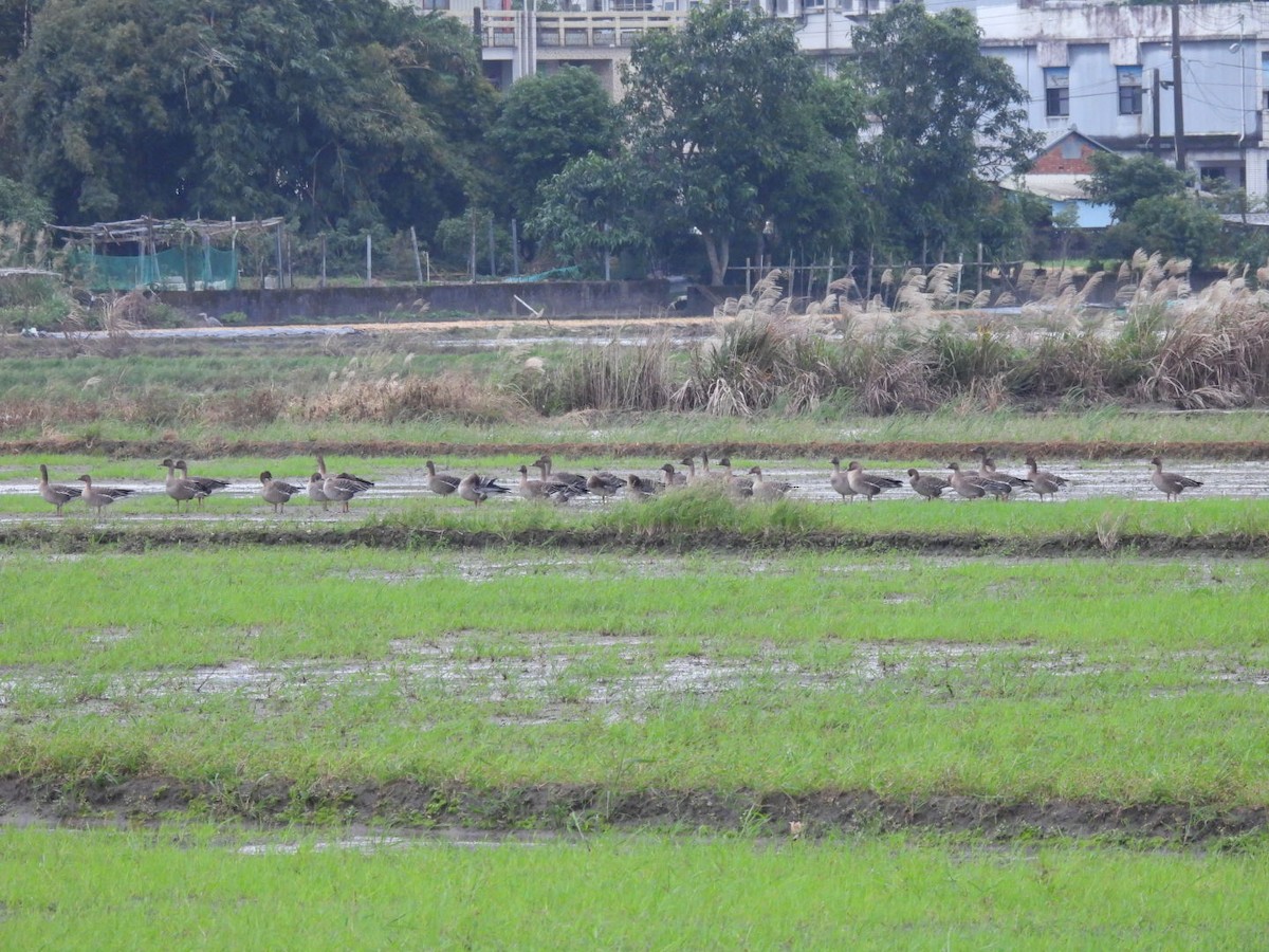 Taiga/Tundra Bean-Goose - ML646269931