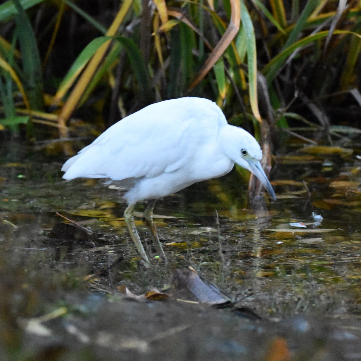 Чепура блакитна - ML646269935