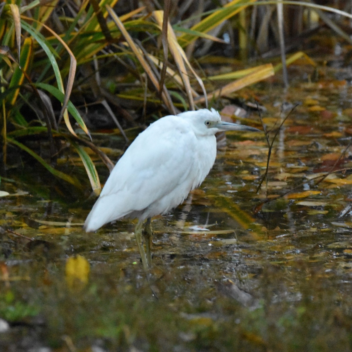 Чепура блакитна - ML646269936