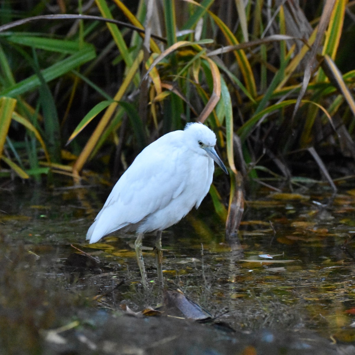 Чепура блакитна - ML646269937