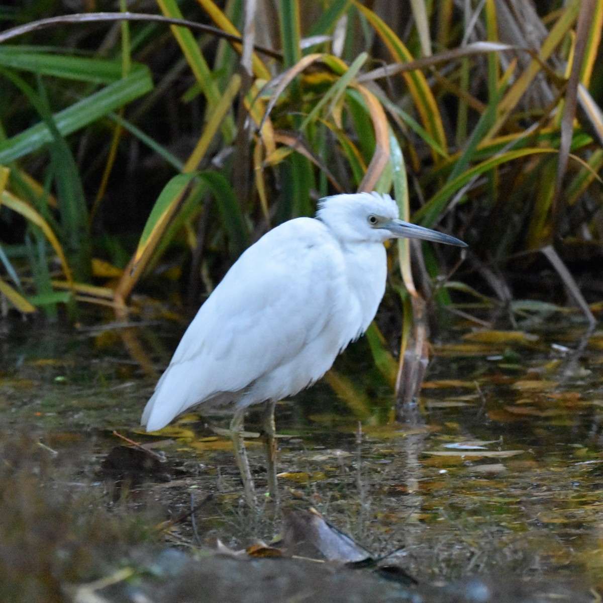Чепура блакитна - ML646269938